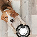 喂食碗
