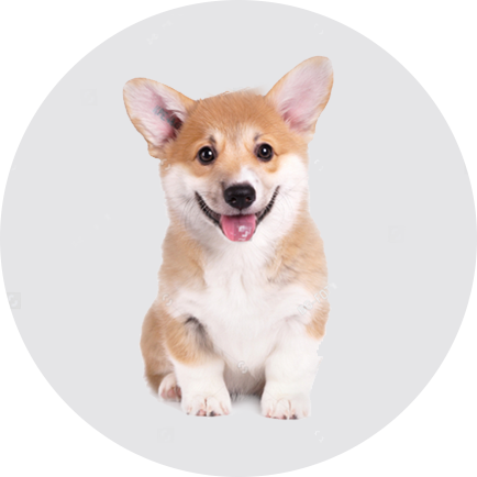 如何為幼犬準備新家生活？